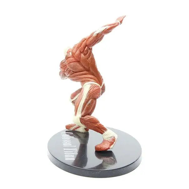 Action Figure Titano colossale - Attack on Titan™